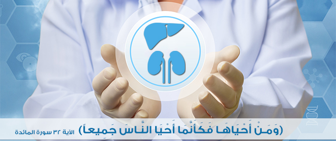 a banner image representing the Hepatobiliary Sciences and Organ Transplant Center featuring hands kidney and liver