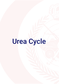 Urea Cycle